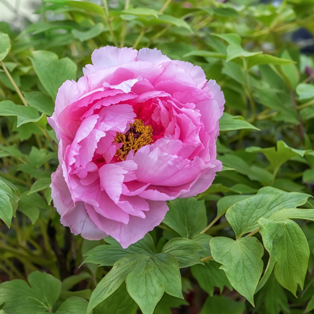 Peonia arborea Lu He Hong