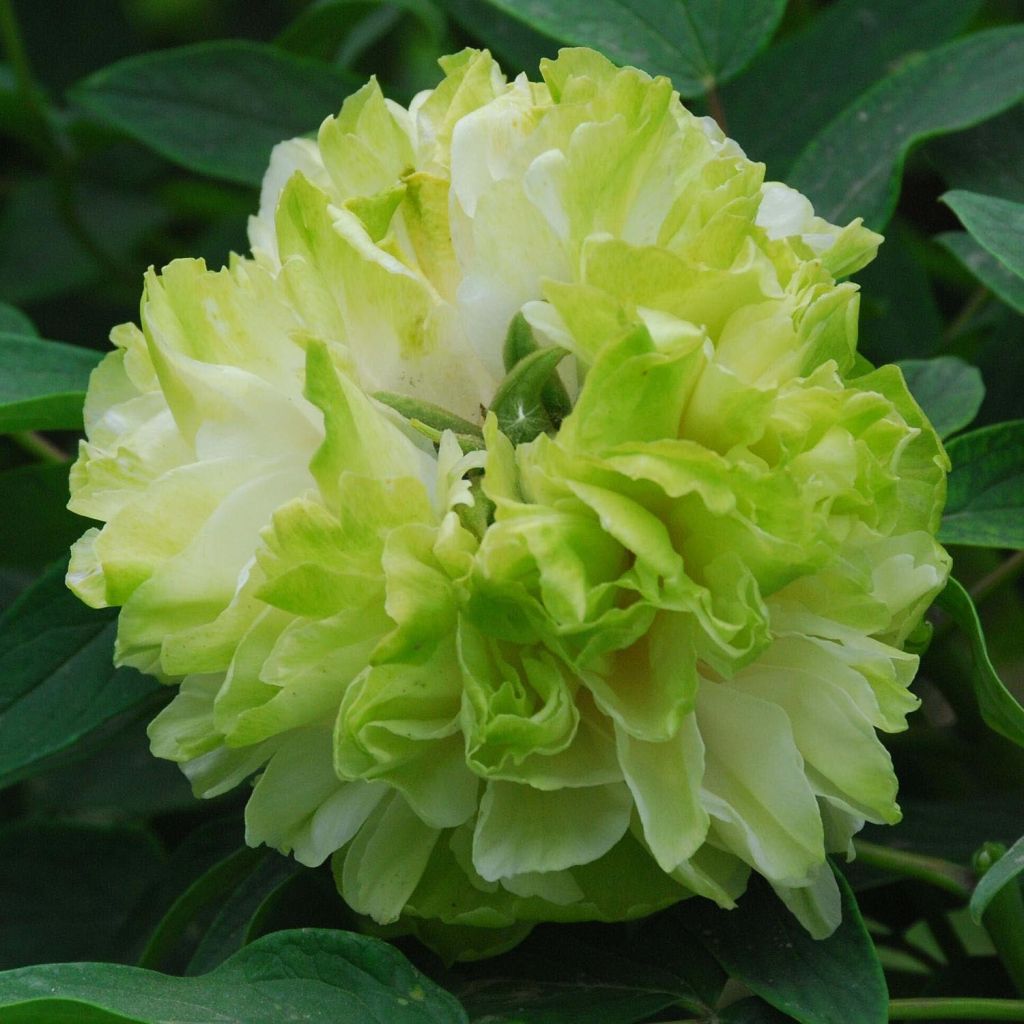 Peonia arborea 10 Lu Mu Ying Yu