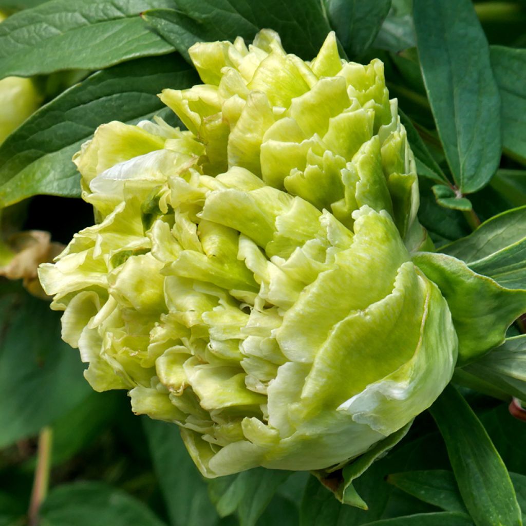 Peonia arborea 10 Lu Mu Ying Yu