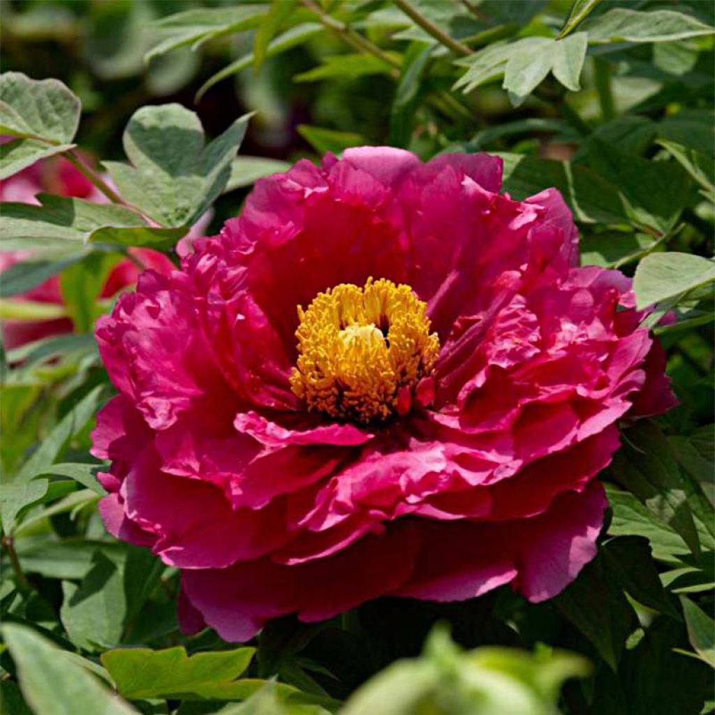 Peonia arborea Ri Yue Jin