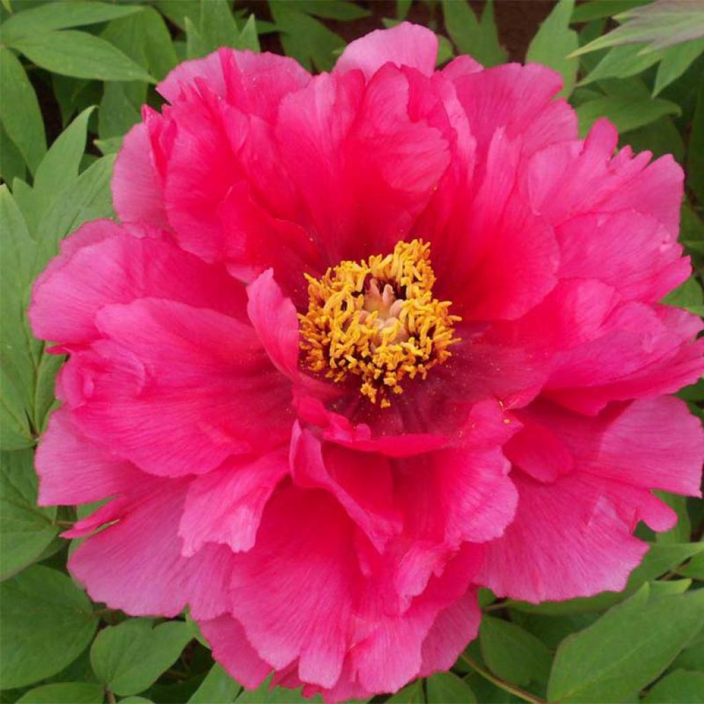 Peonia arborea Ri Yue Jin