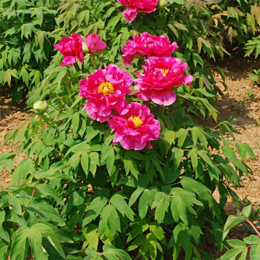 Peonia arborea Ri Yue Jin