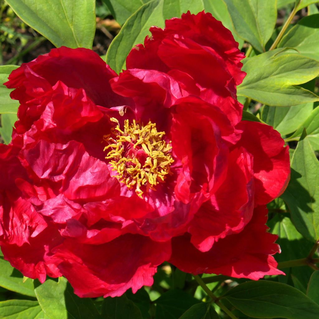 Peonia arborea Ri Yue Jin