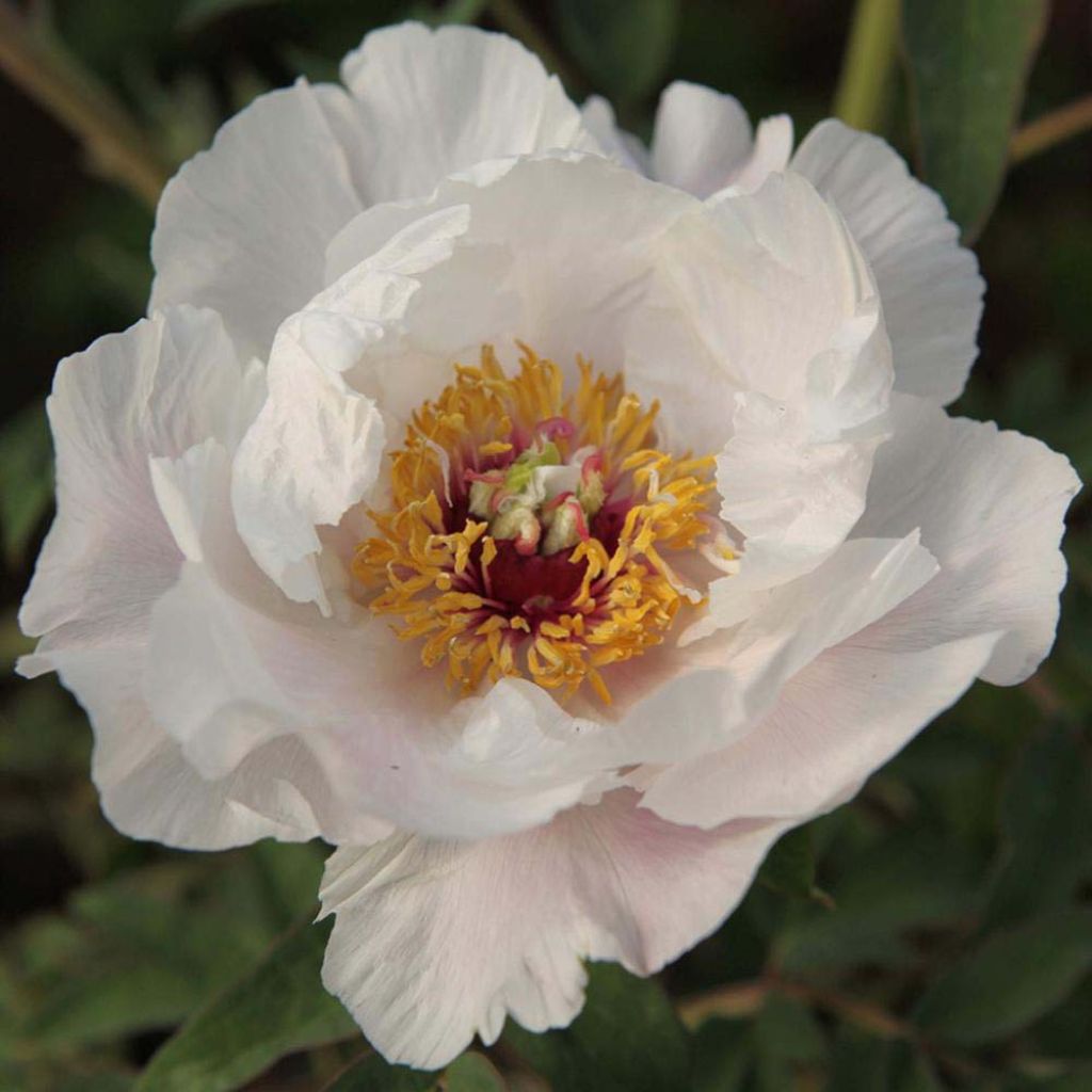 Paeonia ostii Feng Dan Bai - Peonia arborea