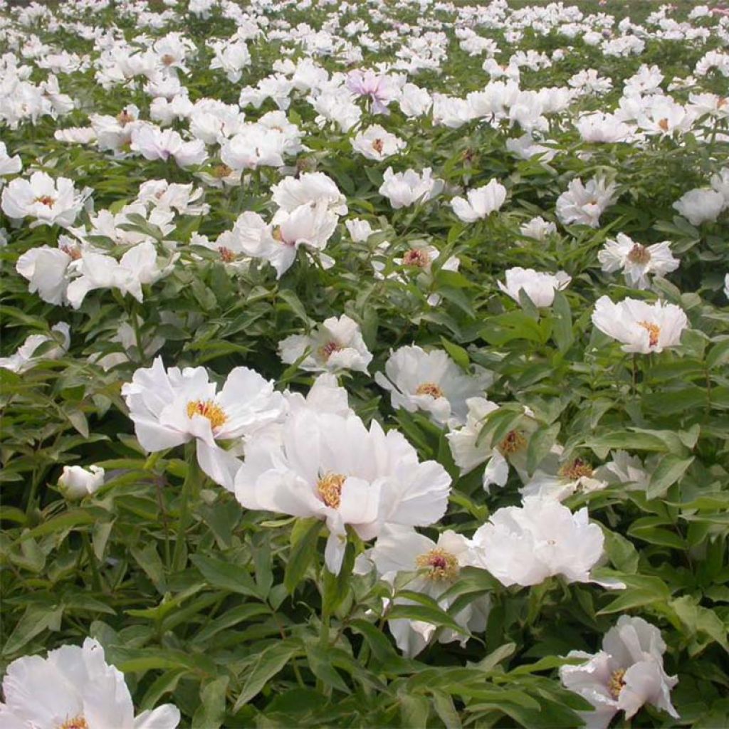 Paeonia ostii Feng Dan Bai - Peonia arborea