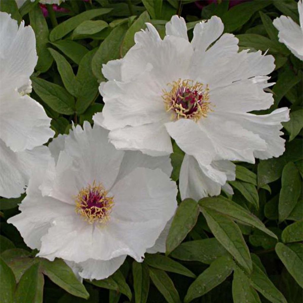 Paeonia ostii Feng Dan Bai - Peonia arborea