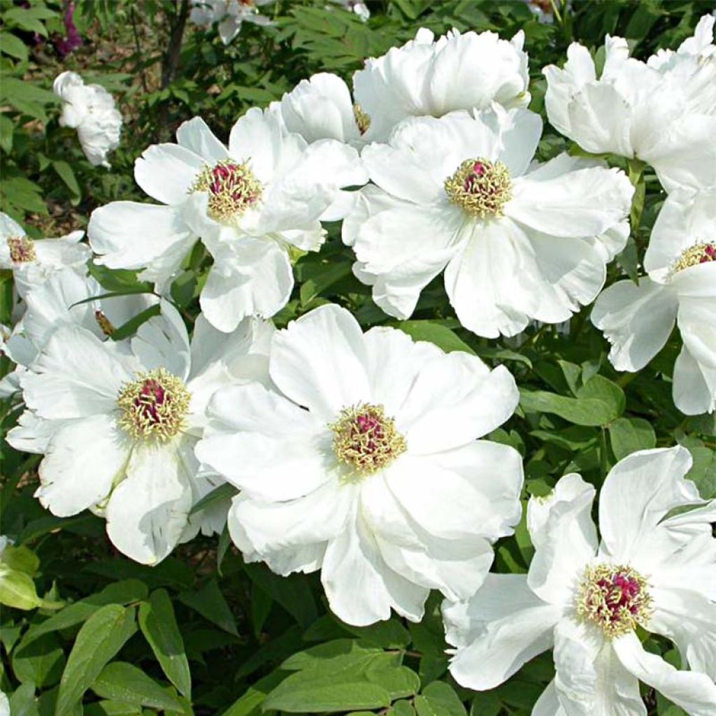 Paeonia ostii Feng Dan Bai - Peonia arborea