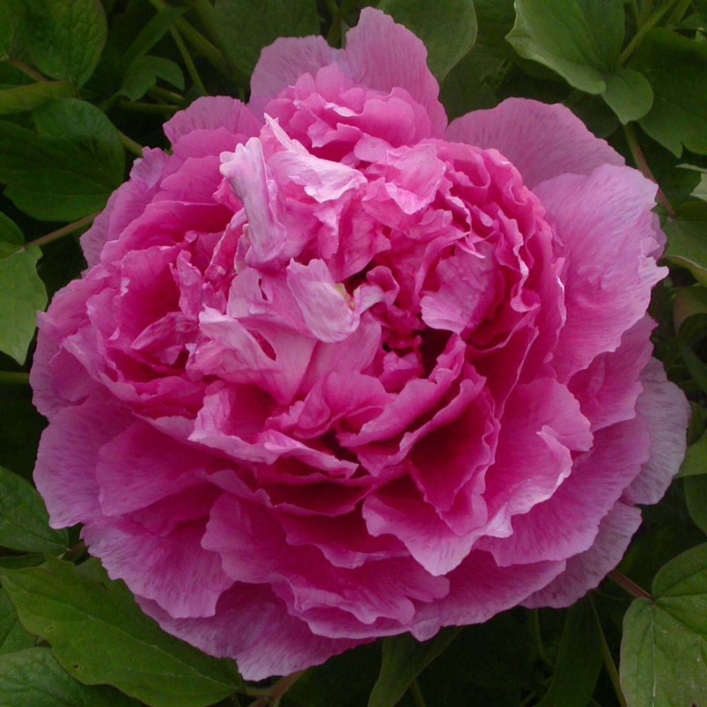 Peonia arborea Lu He Hong