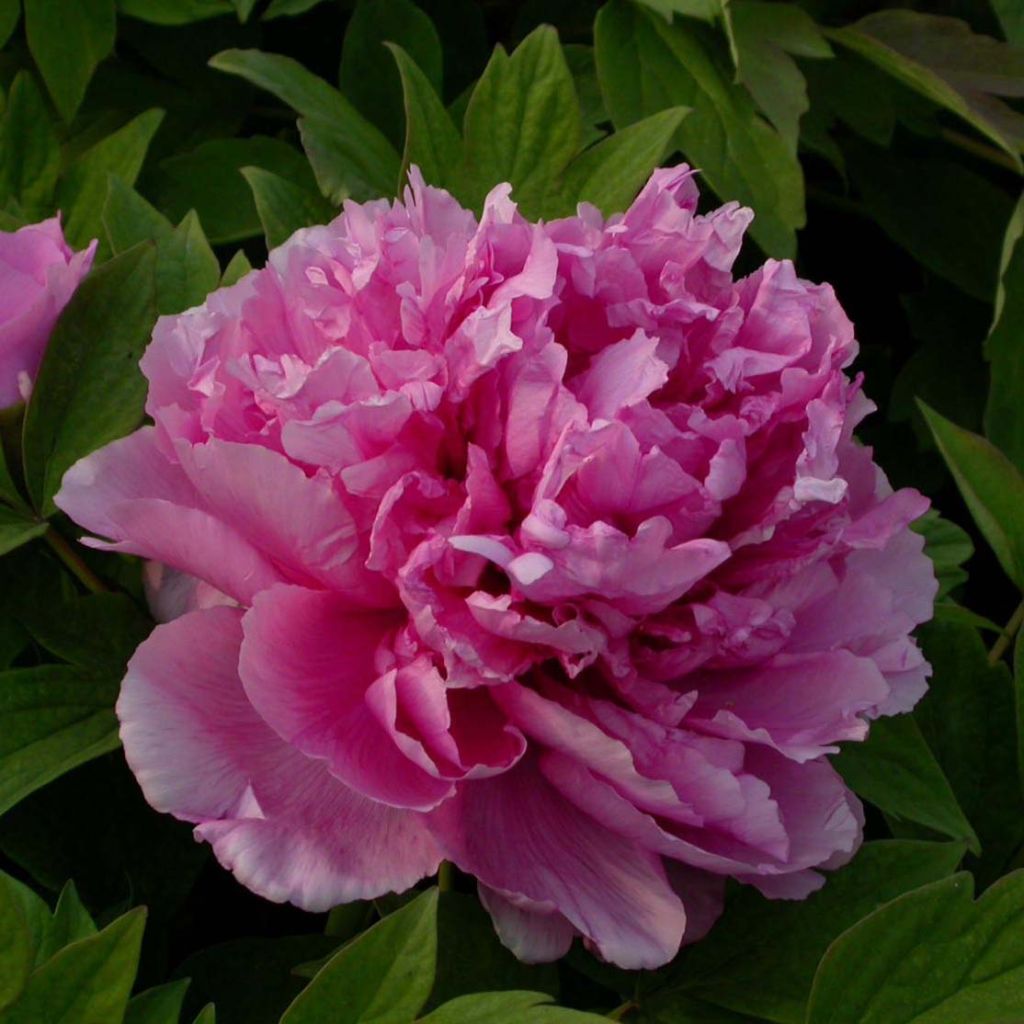 Peonia arborea Lu He Hong