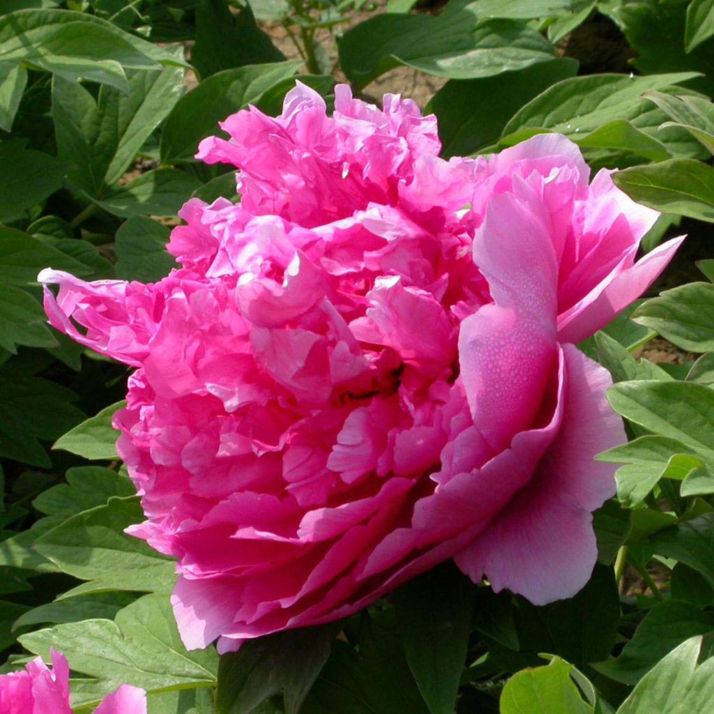 Peonia arborea Lu He Hong