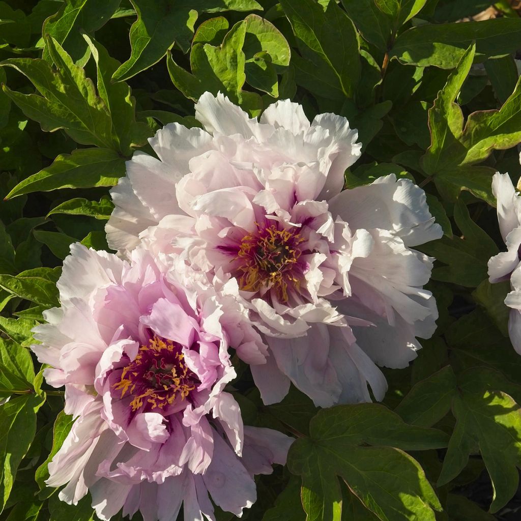 Pivoine arbustive Lan Bao Shi (Blue Jewel, Blue Sapphire) - Paeonia suffruticosa