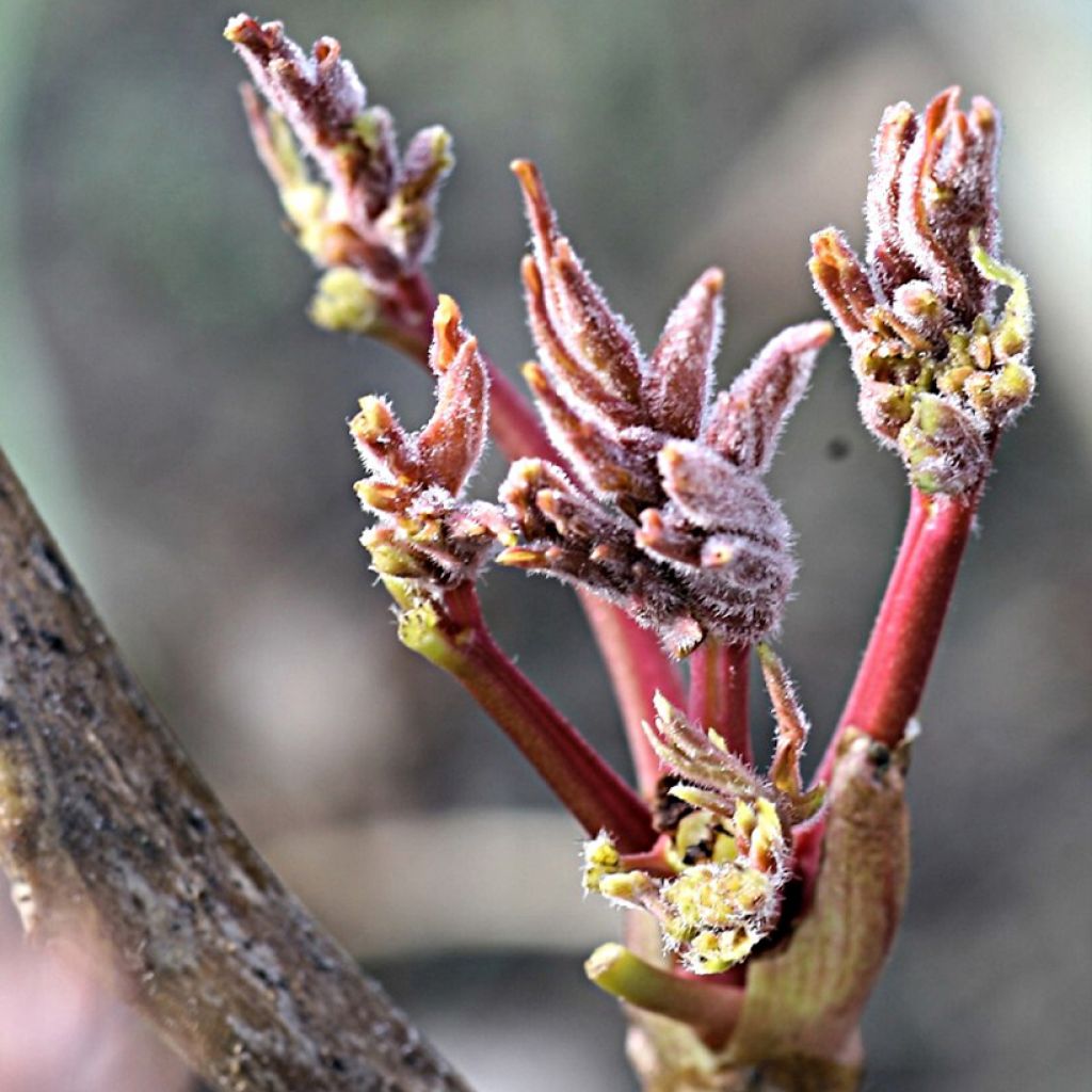 Pivoine arbustive Rou Fu Rong - Paeonia suffruticosa