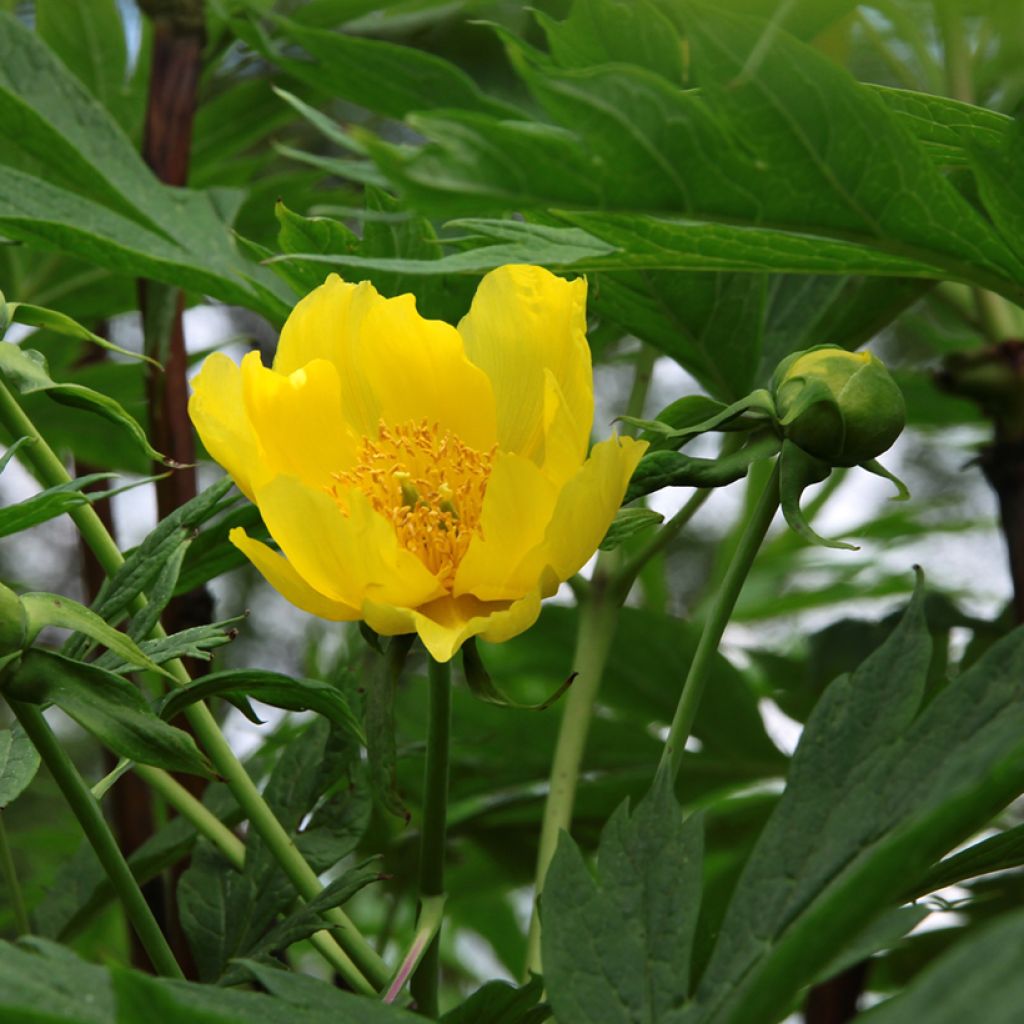 Paeonia delavayi var. lutea