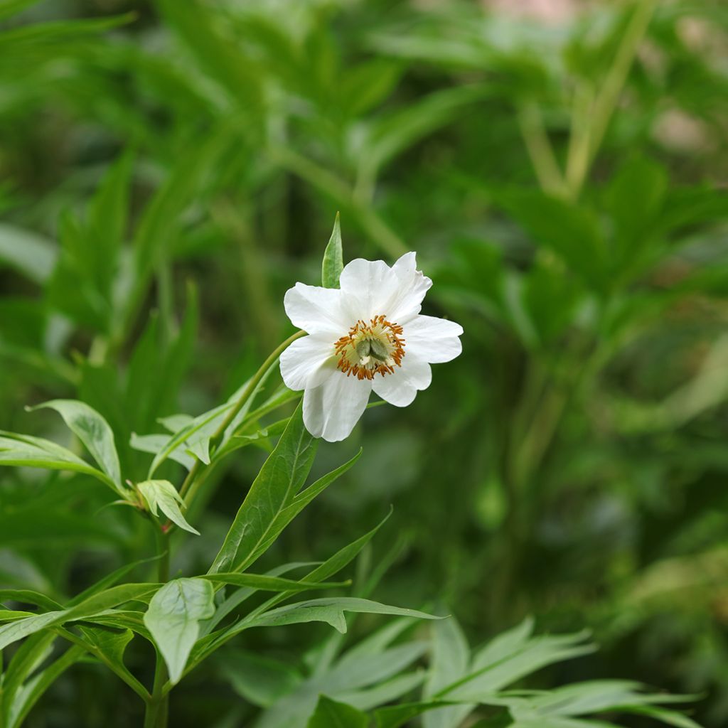 Paeonia emodi - Peonia erbacea