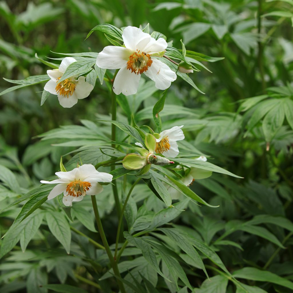 Paeonia emodi - Peonia erbacea