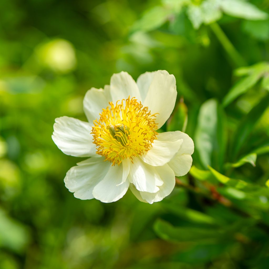 Paeonia emodi - Peonia erbacea