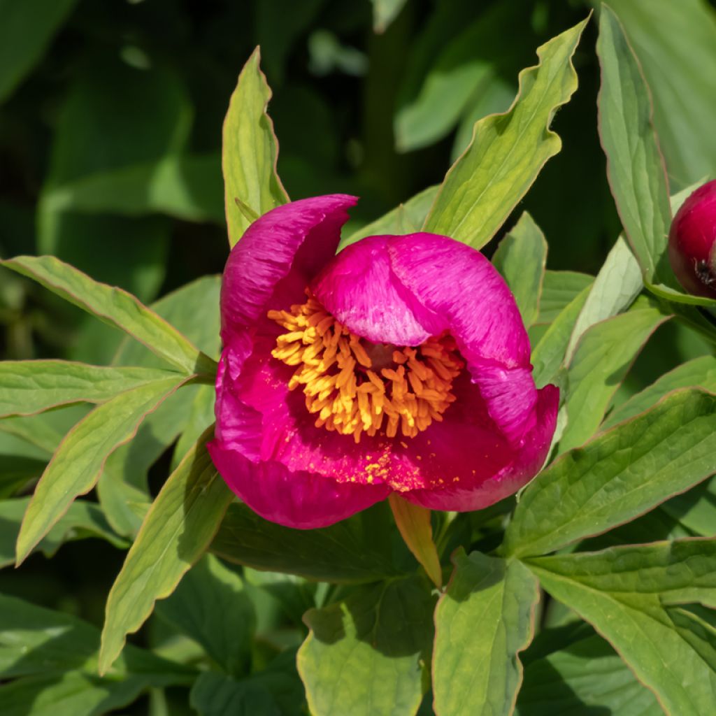 Paeonia humilis - Peonia erbacea