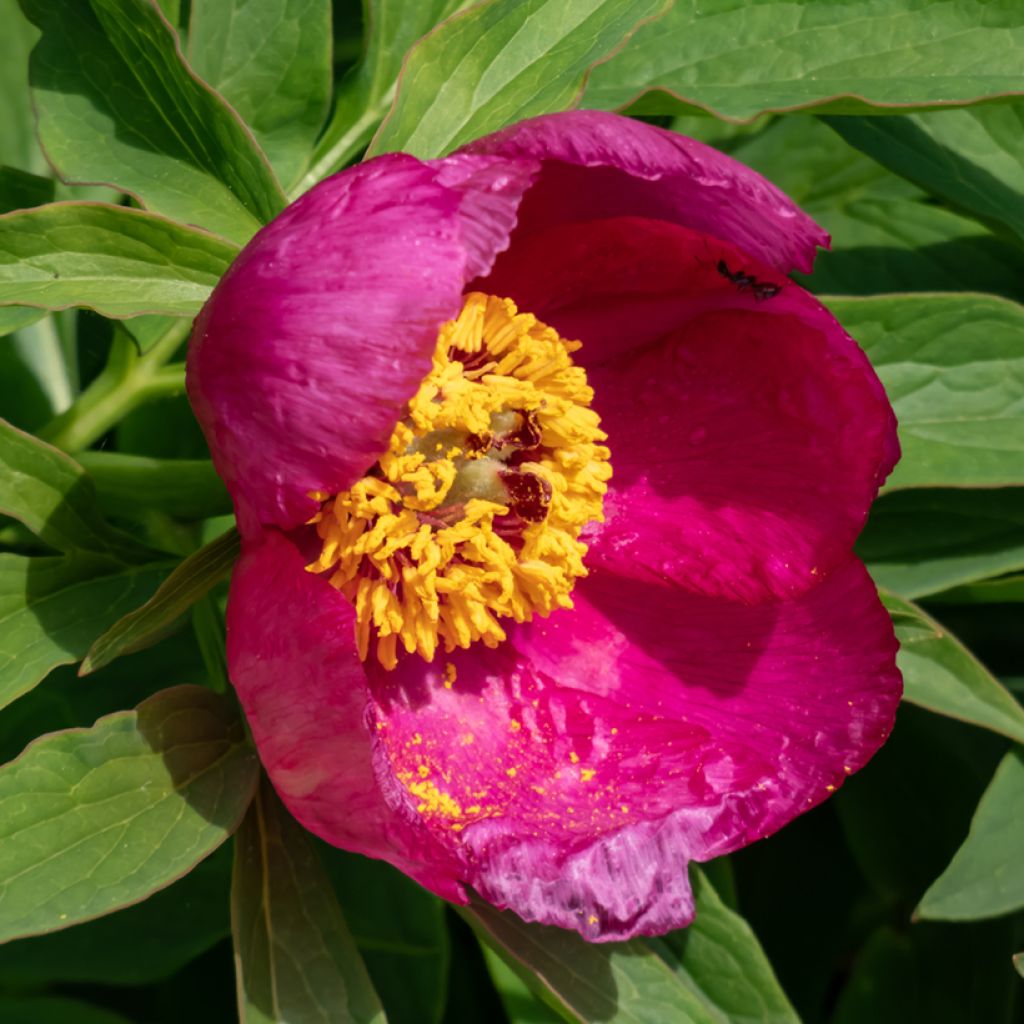 Paeonia humilis - Peonia erbacea