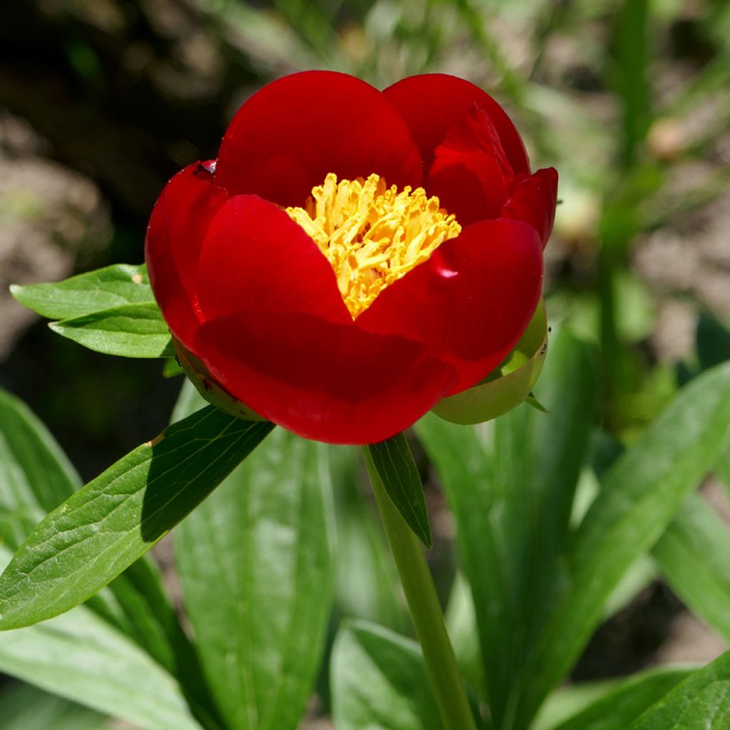 Paeonia peregrina