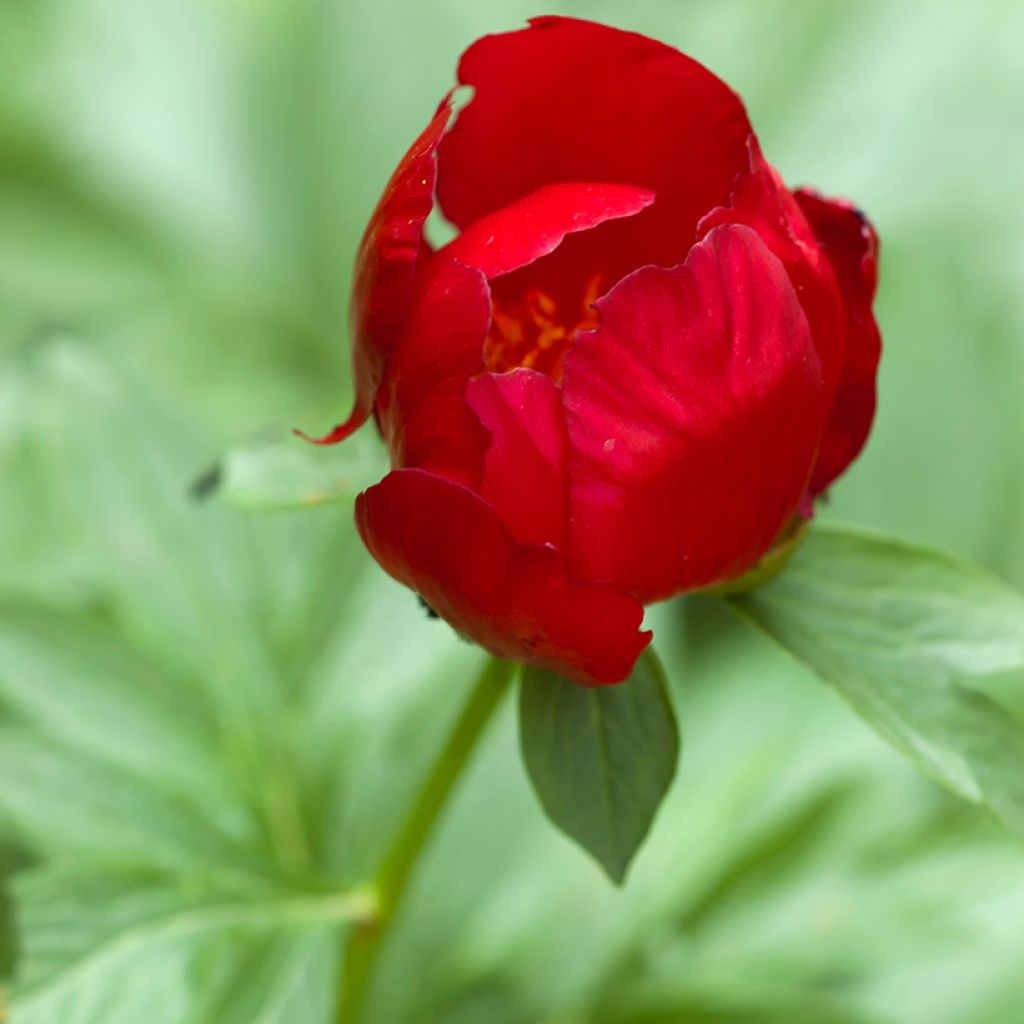 Paeonia peregrina