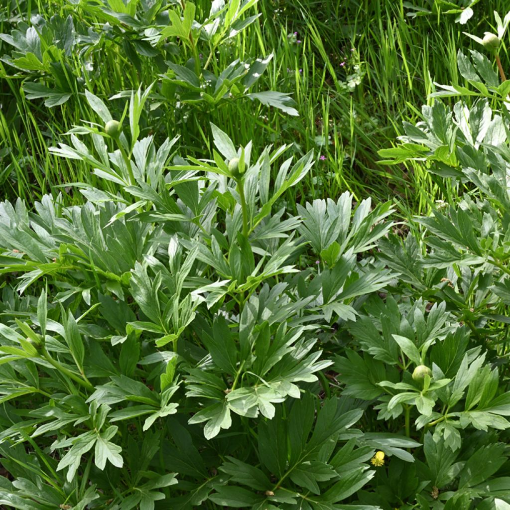 Paeonia peregrina