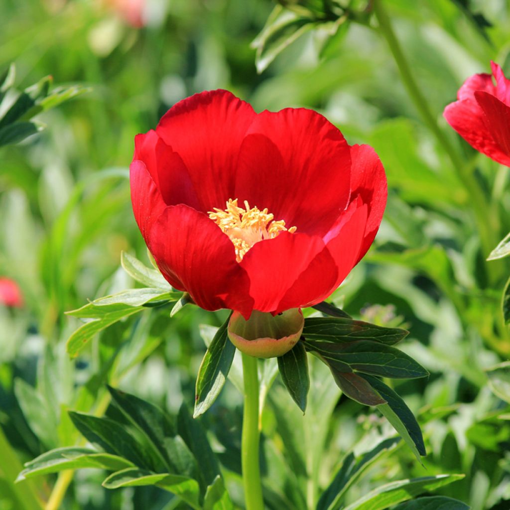 Paeonia peregrina