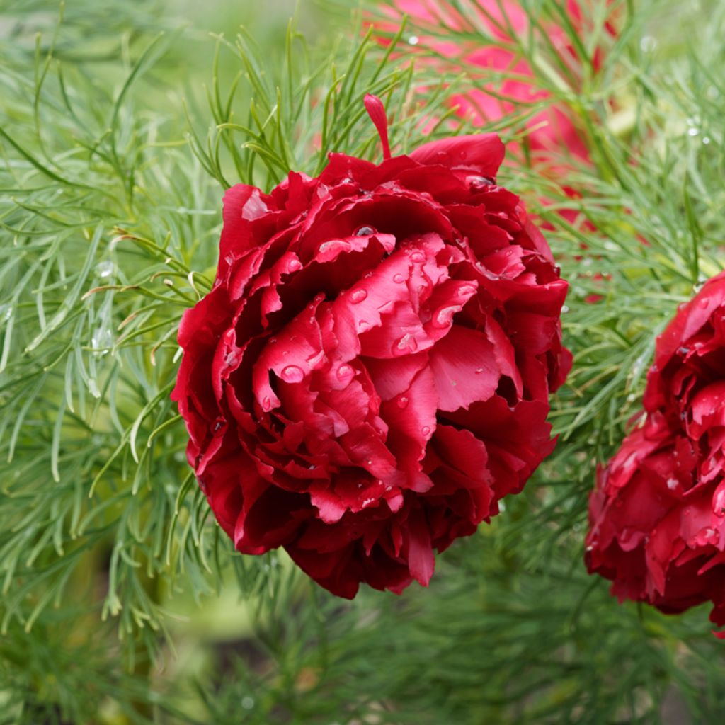 Paeonia tenuifolia Plena - Peonia erbacea