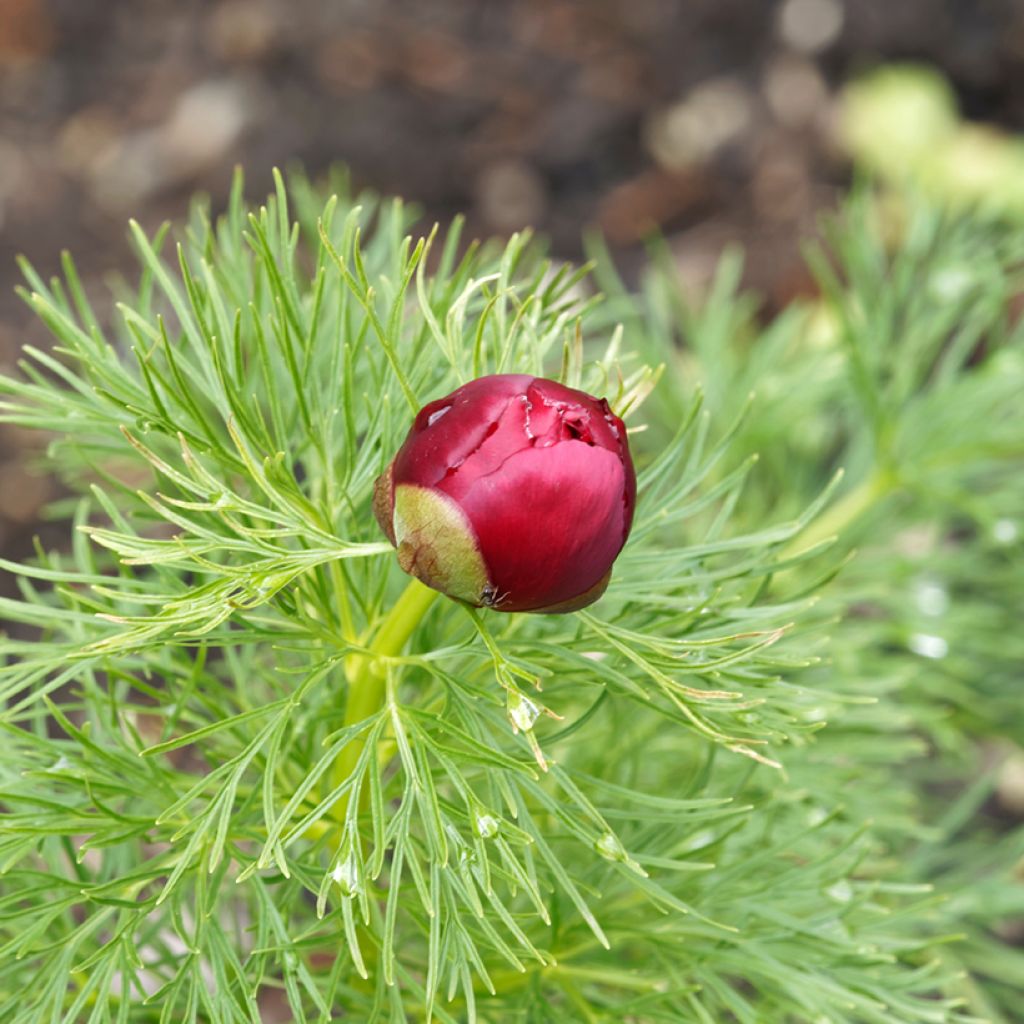 Paeonia tenuifolia Plena - Peonia erbacea