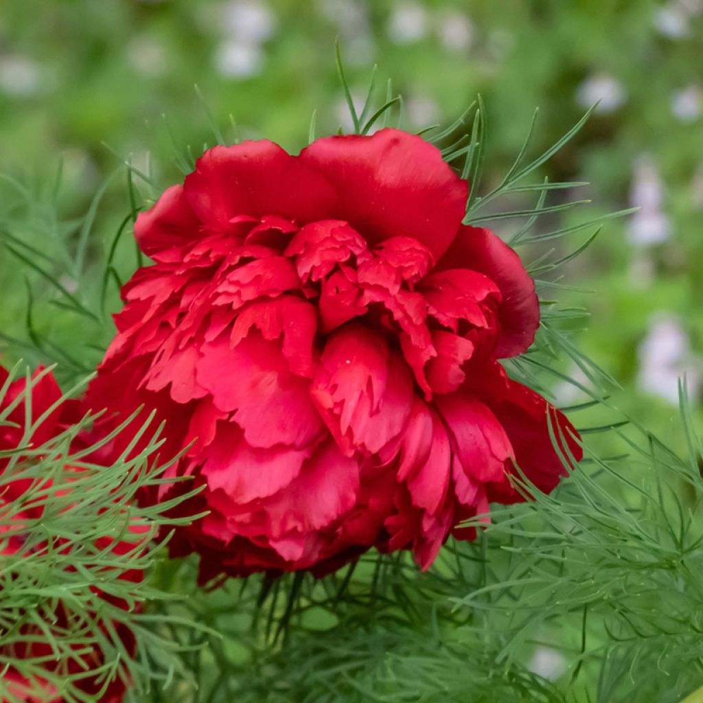 Paeonia tenuifolia Plena - Peonia erbacea