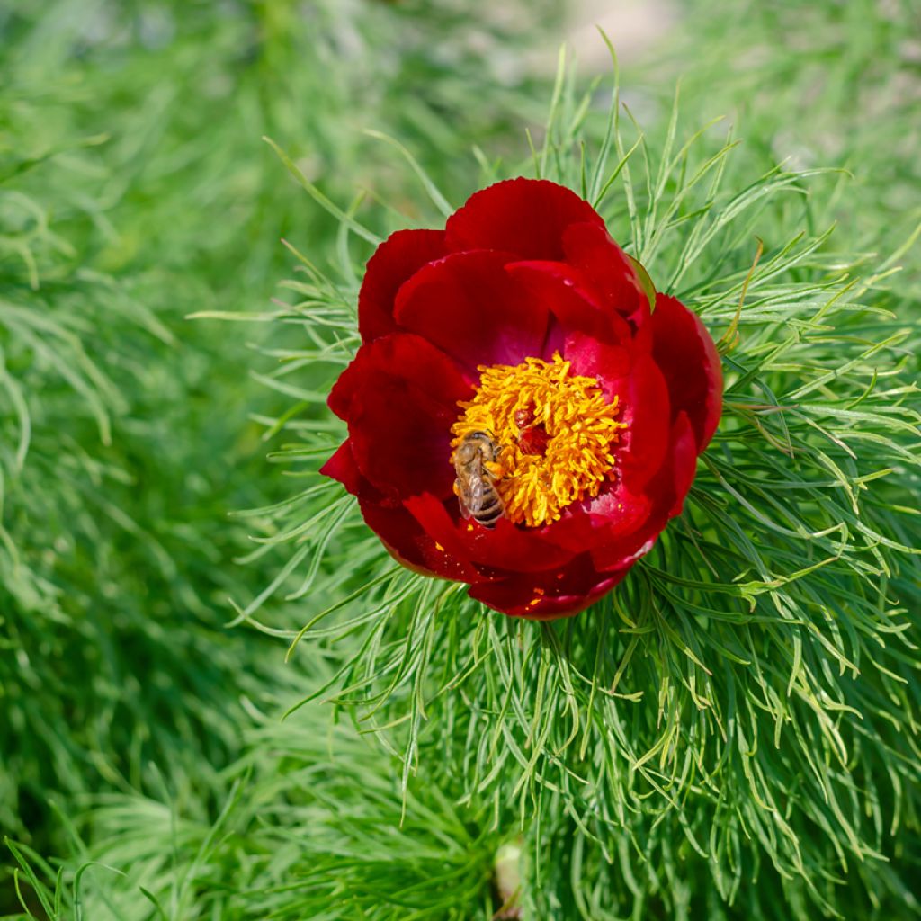 Paeonia tenuifolia - Peonia erbacea