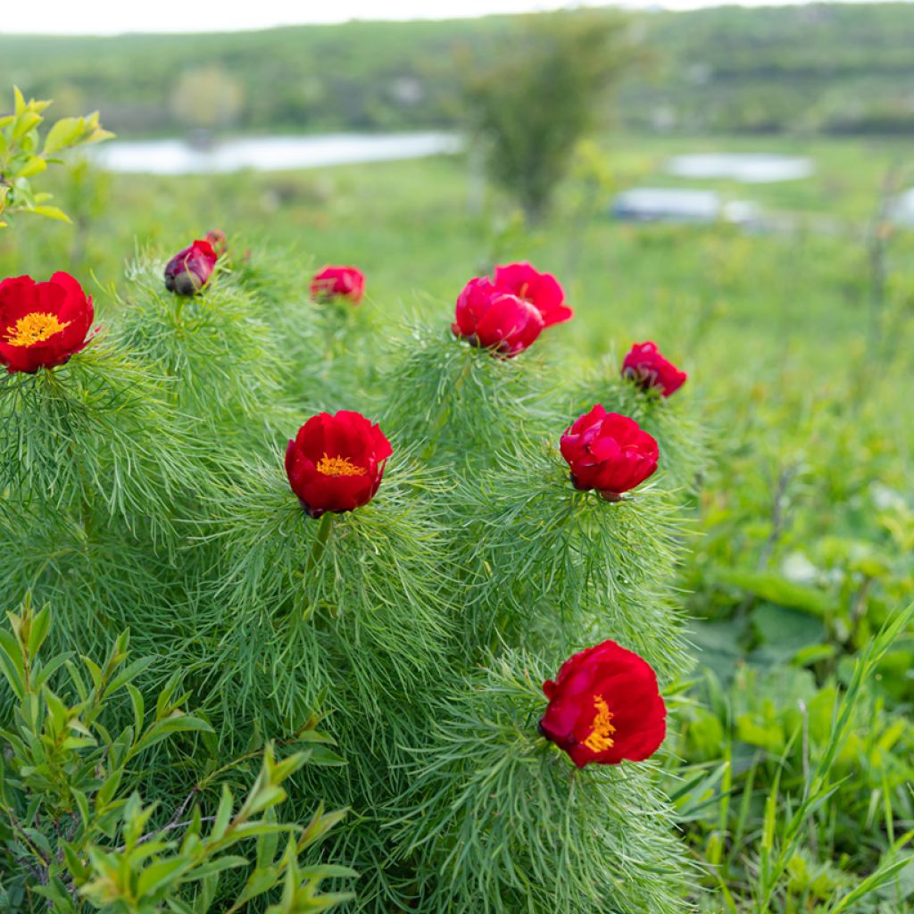 Paeonia tenuifolia - Peonia erbacea