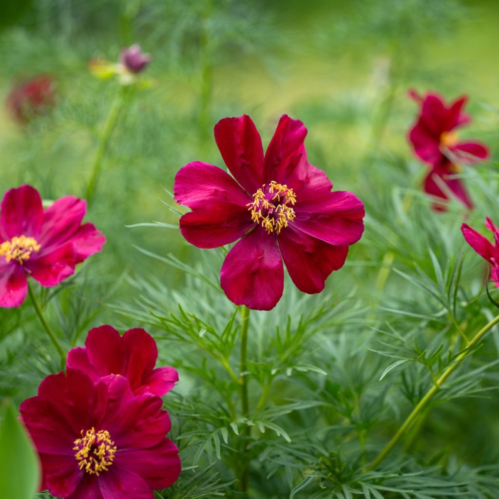 Paeonia tenuifolia - Peonia erbacea