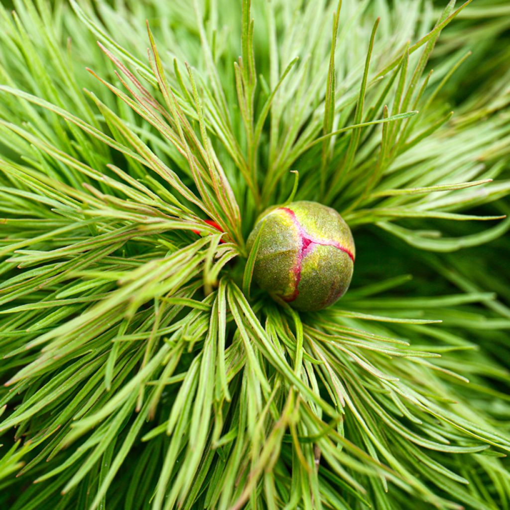 Paeonia tenuifolia - Peonia erbacea