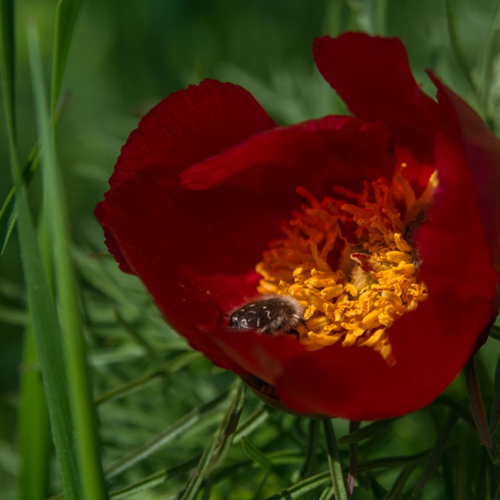 Paeonia tenuifolia - Peonia erbacea