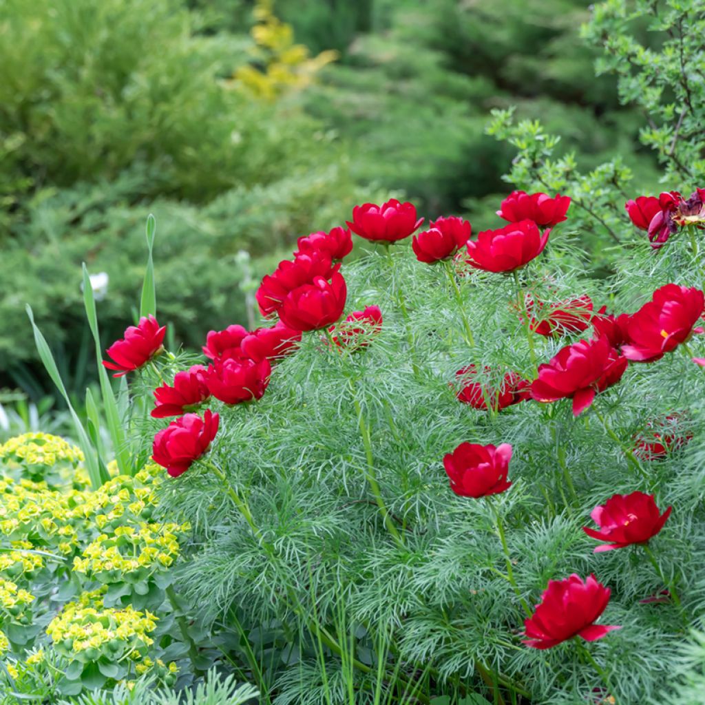 Paeonia tenuifolia - Peonia erbacea