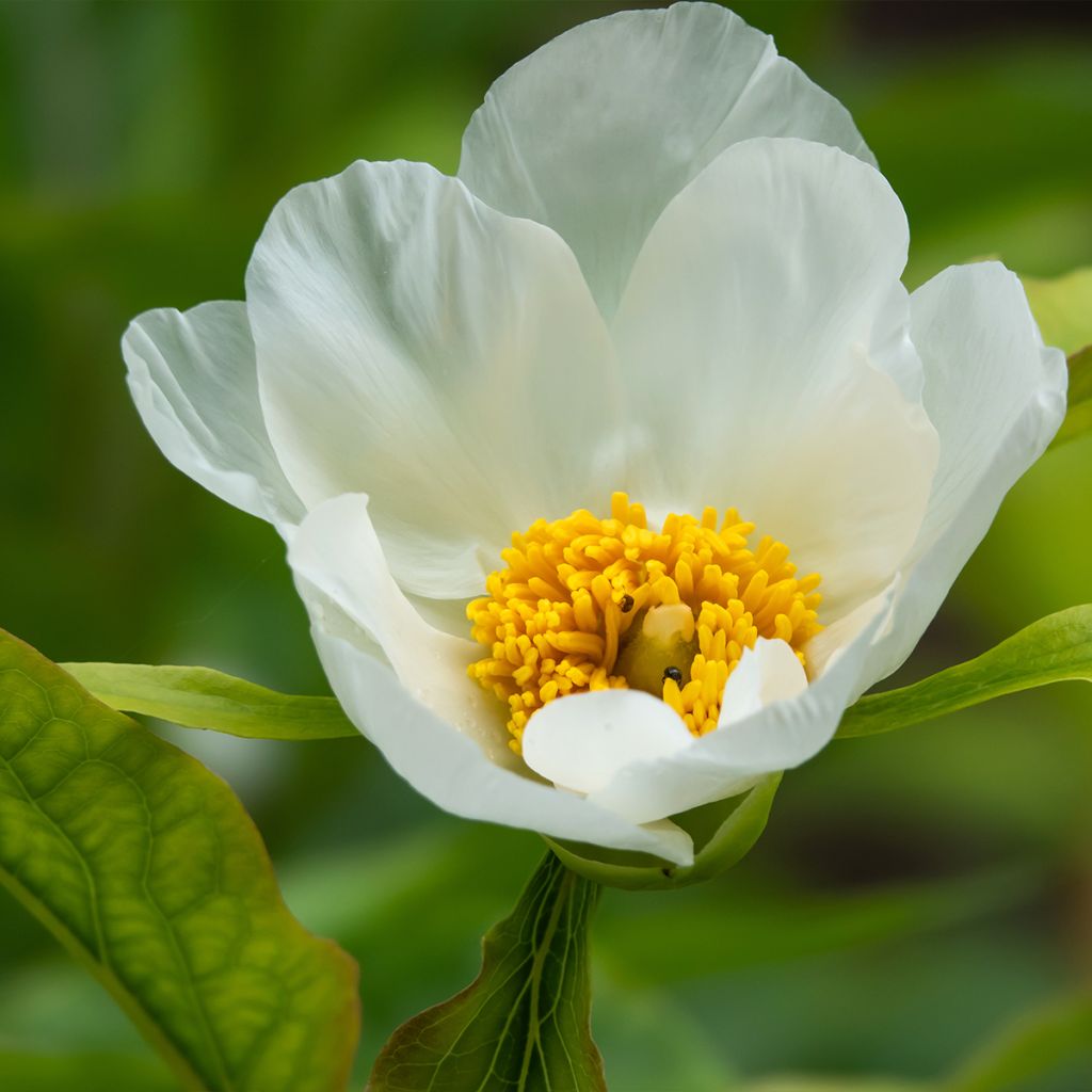 Pivoine botanique herbacée Late Windflower - Paeonia x emodi