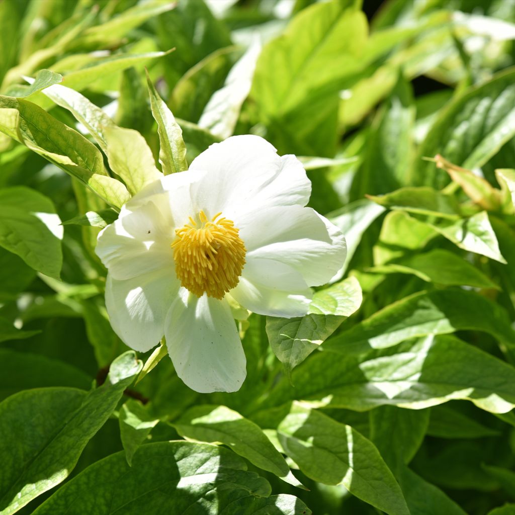 Pivoine botanique herbacée Late Windflower - Paeonia x emodi