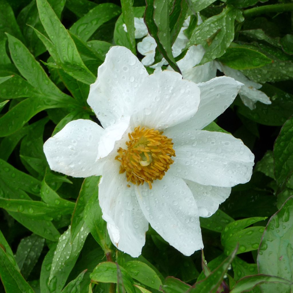 Pivoine emodi Early Windflower