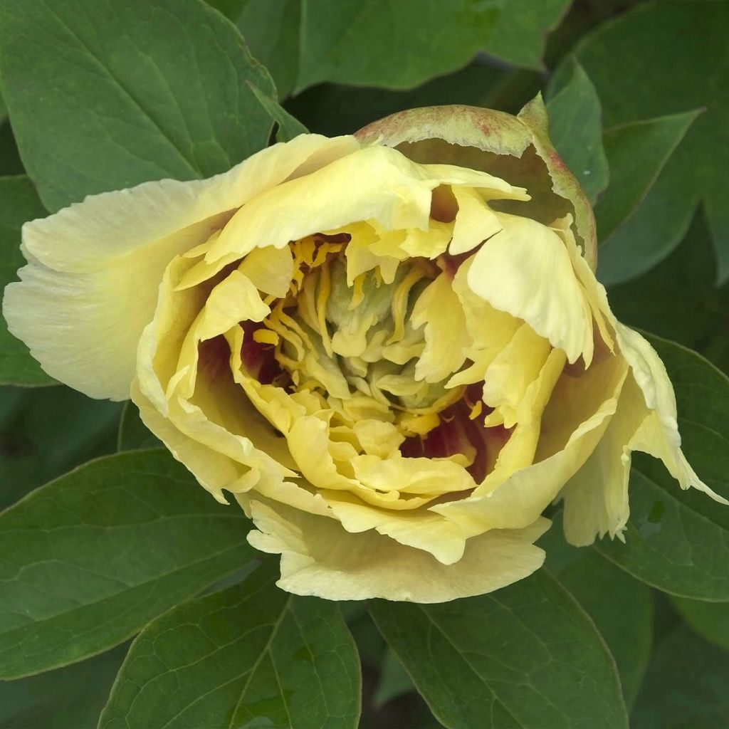 Peonia Itoh Yellow Crown