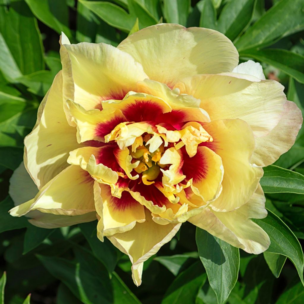 Peonia Itoh Yellow Crown