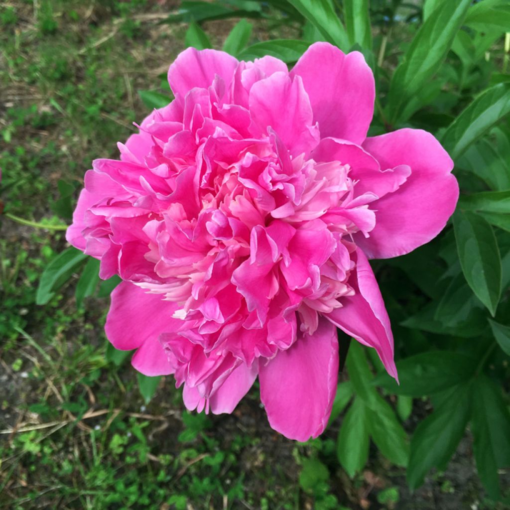 Peonia erbacea Amabilis