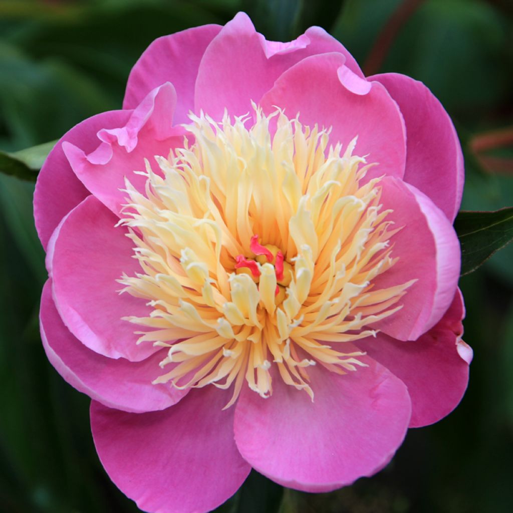 Peonia erbacea Bowl of Beauty