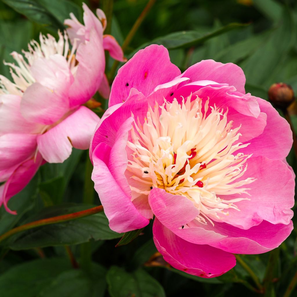 Peonia erbacea Bowl of Beauty