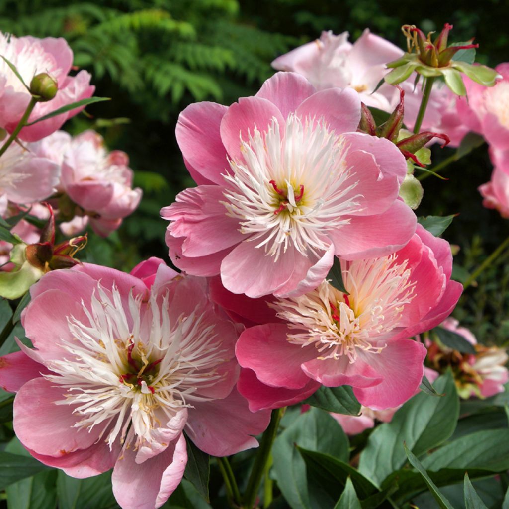 Peonia erbacea Bowl of Beauty