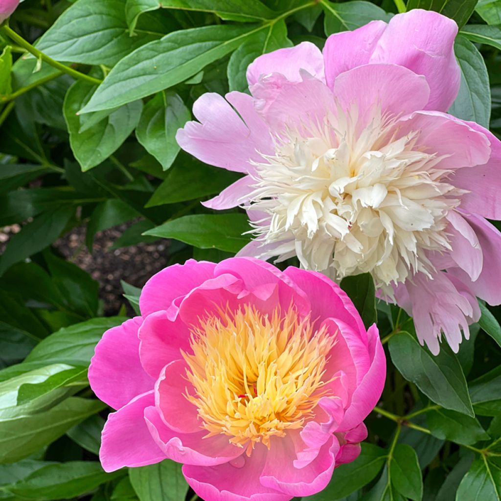 Peonia erbacea Bowl of Beauty