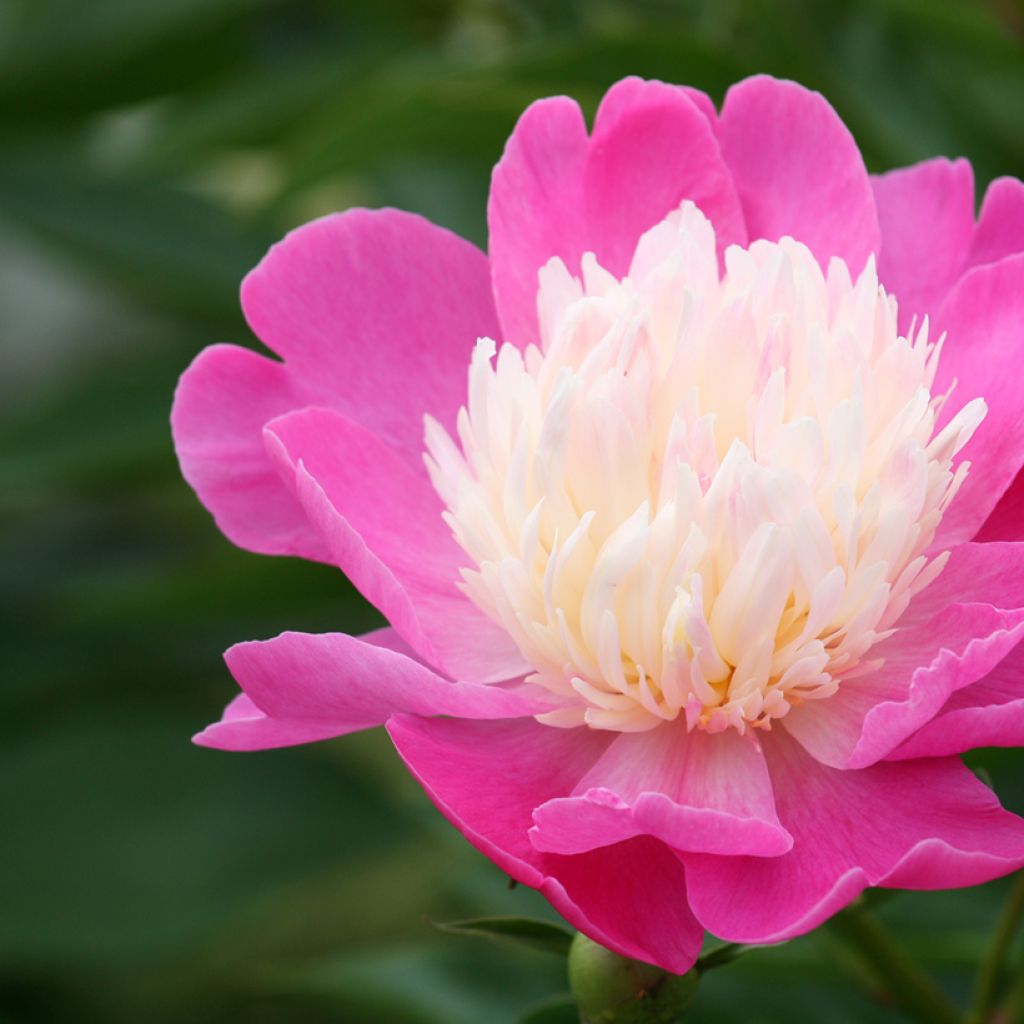 Peonia erbacea Bowl of Beauty