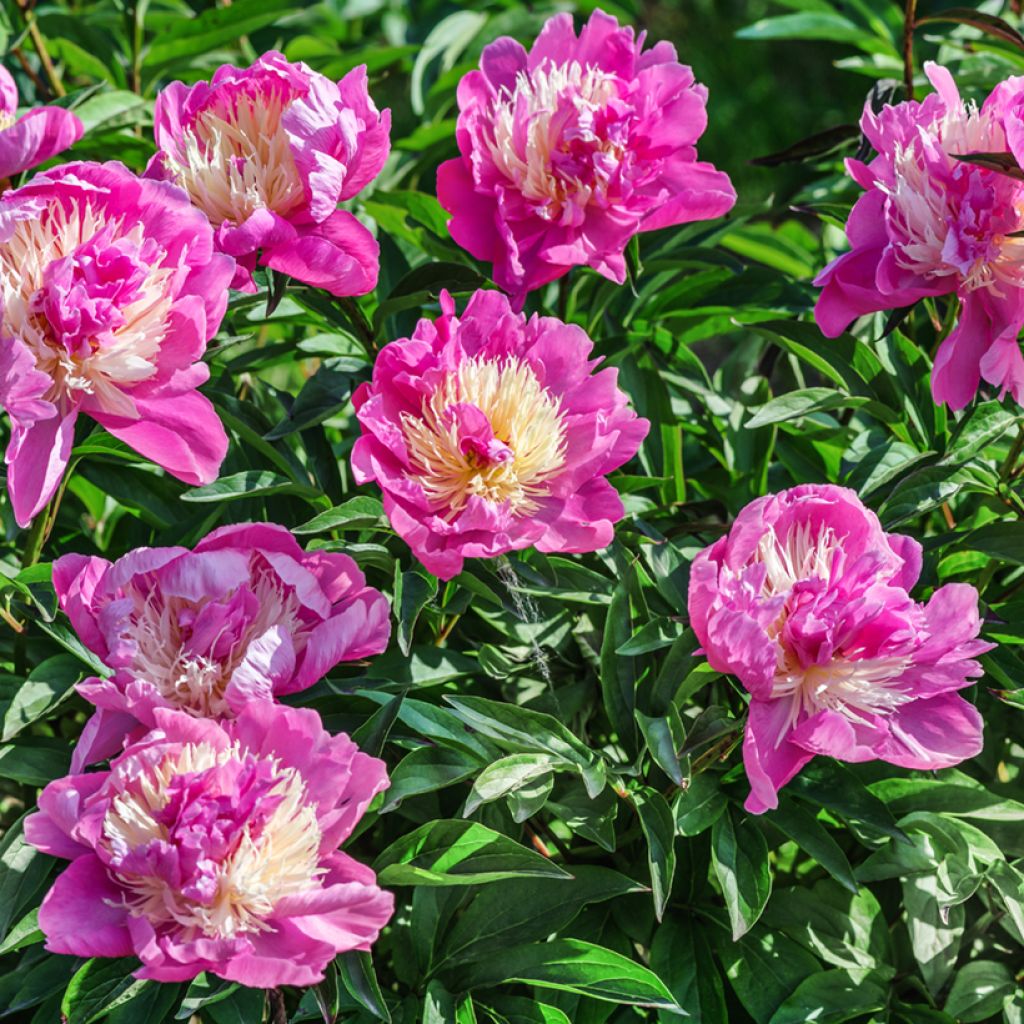 Peonia erbacea Bowl of Beauty