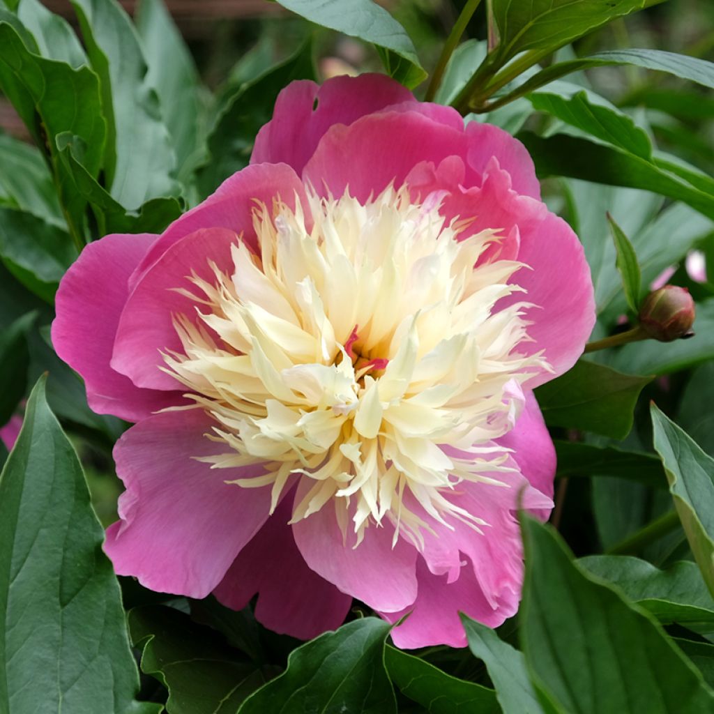 Peonia erbacea Bowl of Beauty