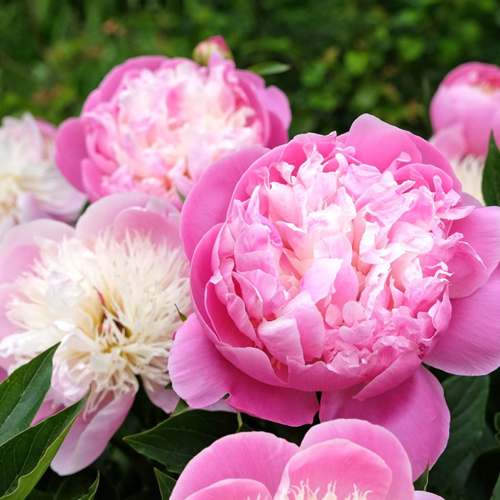 Peonia erbacea Bowl of Beauty