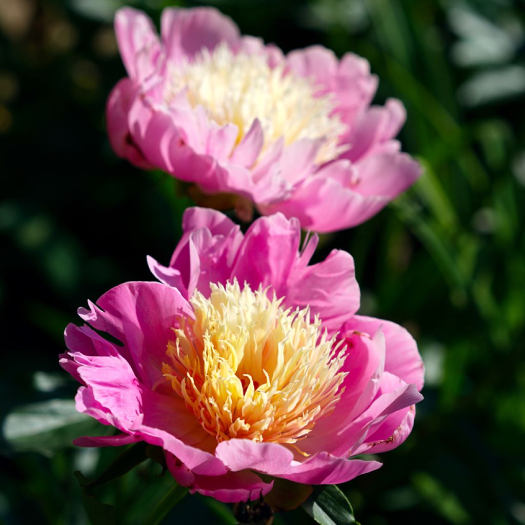 Peonia erbacea Bowl of Beauty